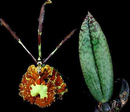Psychopsis versteegianum